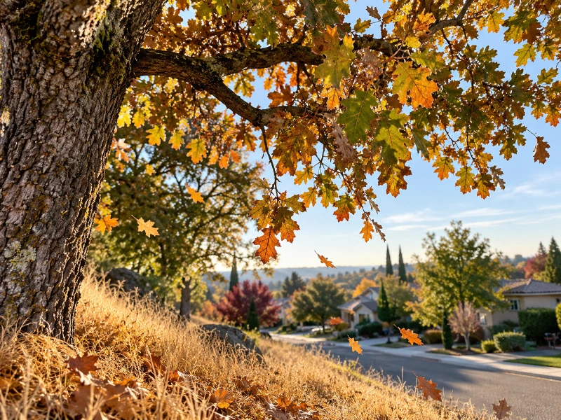 Golden Oak Overlooking a Quiet Autumn Street in Roseville, CA Golden oak tree overlooking a quiet autumn street in Roseville California during fall leaf season